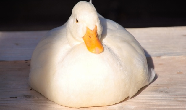 【え!】餅みたいなアヒルが鏡餅の台に座ったらまるで鏡餅wwww