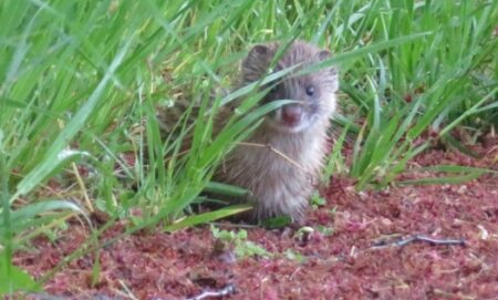 【ちっさ】手のひらサイズのイタチの赤ちゃん！こんなに懐くのかｗｗｗｗ