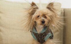 【帯電】静電気バッチバチになったハムスター、可愛すぎるから見てｗｗｗｗ