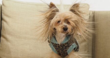 【帯電】静電気バッチバチになったハムスター、可愛すぎるから見てｗｗｗｗ