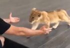 【動画】飼育員に甘えるライオンの赤ちゃん、甘え方が猫でしかないｗｗｗｗ