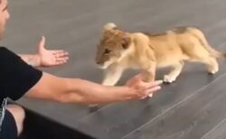 【動画】飼育員に甘えるライオンの赤ちゃん、甘え方が猫でしかないｗｗｗｗ