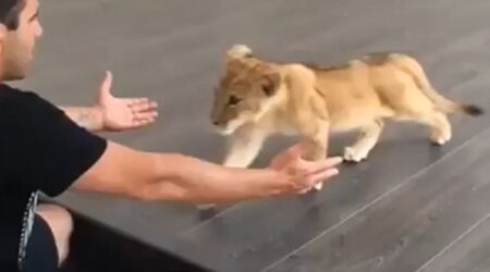 【動画】飼育員に甘えるライオンの赤ちゃん、甘え方が猫でしかないｗｗｗｗ