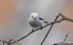 【職人技】シマエナガの飴細工、可愛すぎた！