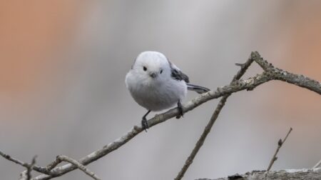 【職人技】シマエナガの飴細工、可愛すぎた！
