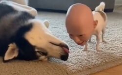 【笑】爆睡中のハスキー犬、人間のお面かぶった小型犬に起こされ大パニック！