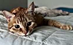 【たまらん】風呂から出てくる飼い主をベッドで待ってる美人猫、羨ましい！！