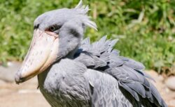 【動物園】餌を食べるのが下手すぎるハシビロコウが可愛すぎた！