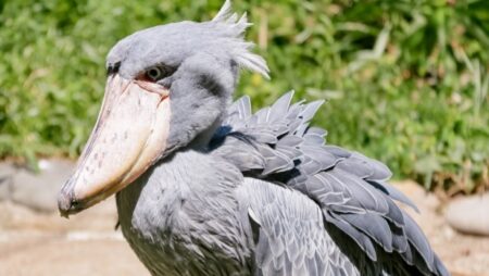 【動物園】餌を食べるのが下手すぎるハシビロコウが可愛すぎた！