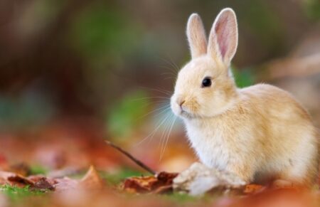 【びっくり】うさぎの足の裏には肉球がない！ふわもこしてるだけ！可愛すぎる！！