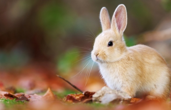 【びっくり】うさぎの足の裏には肉球がない！ふわもこしてるだけ！可愛すぎる！！