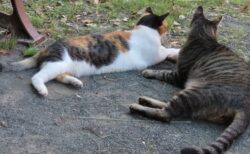 【笑】不倫現場に出くわした猫と不倫中の猫２匹　それぞれのリアクションがまるでドラマｗ