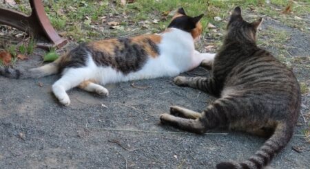 【笑】不倫現場に出くわした猫と不倫中の猫２匹　それぞれのリアクションがまるでドラマｗ