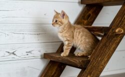 【え】ウトウトする子猫、とんでもなく可愛いｗ
