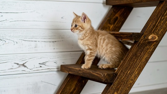 【え】ウトウトする子猫、とんでもなく可愛いｗ