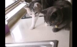 【うわぁ！！】大きな魚に興味津々のネコ2匹、思わぬ展開に・・・