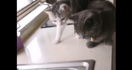 【うわぁ！！】大きな魚に興味津々のネコ2匹、思わぬ展開に・・・