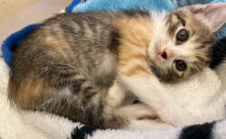 【暖】生後4ヶ月ほどの子猫、ストーブ前が暖かいと気づく