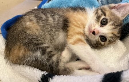 【暖】生後4ヶ月ほどの子猫、ストーブ前が暖かいと気づく