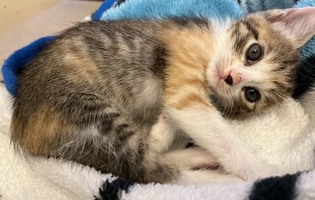 【暖】生後4ヶ月ほどの子猫、ストーブ前が暖かいと気づく