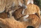 【冬】茶トラ猫の集団がぎゅうぎゅうに密着してお昼寝。この日向ぼっこは最高に気持ちよさそう！