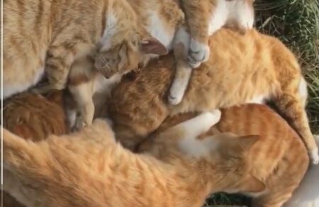 【冬】茶トラ猫の集団がぎゅうぎゅうに密着してお昼寝。この日向ぼっこは最高に気持ちよさそう！