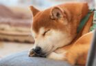 【柴】お寺の番犬、仁王立ちで運ばれる様子が最高に可愛い！