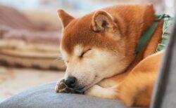 【柴】お寺の番犬、仁王立ちで運ばれる様子が最高に可愛い！