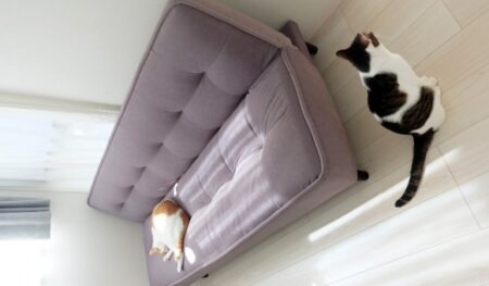 【笑】だらけまくってる猫、相棒に咥えてきたネズミ（玩具）を腹に落とされ大パニックに！