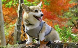 【もたもた】登れそうで登れないコーギーが可愛いｗ　あとちょっと！