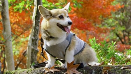 【もたもた】登れそうで登れないコーギーが可愛いｗ　あとちょっと！