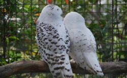 【表情】シロフクロウ、めちゃくちゃ可愛いと話題に！