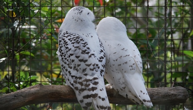 【表情】シロフクロウ、めちゃくちゃ可愛いと話題に！