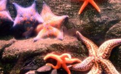 【えｗ】水槽のヒトデ、倍速で見ると楽しそうに遊んでいたｗｗｗｗ