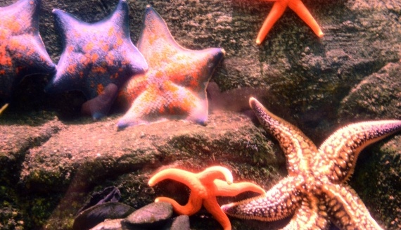 【えｗ】水槽のヒトデ、倍速で見ると楽しそうに遊んでいたｗｗｗｗ