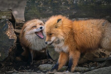 【！】仰向けになって甘えるキツネ、可愛いｗｗｗｗ