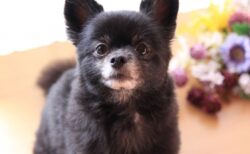 【え】ボール投げを強く要求するポメラニアンが可愛すぎるｗｗｗｗ