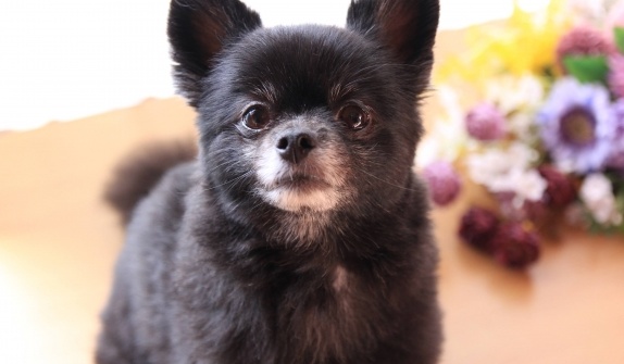 【え】ボール投げを強く要求するポメラニアンが可愛すぎるwwww