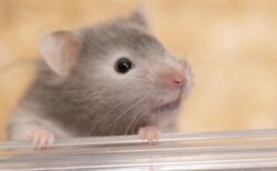 【謹賀新年】かわいいハムスターによる「あけおめ」縁起よさそうｗ