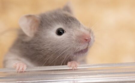 【謹賀新年】かわいいハムスターによる「あけおめ」縁起よさそうｗ