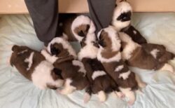 【ぎゅうぎゅう】子犬達に足場を固められて身動きが取れない飼い主さん、羨ましいｗ