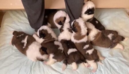 【ぎゅうぎゅう】子犬達に足場を固められて身動きが取れない飼い主さん、羨ましいｗ