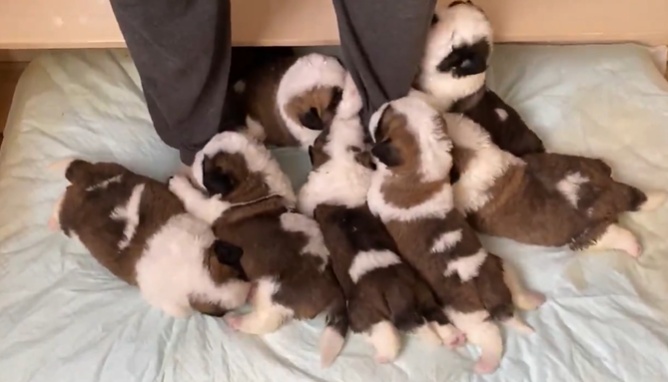 【ぎゅうぎゅう】子犬達に足場を固められて身動きが取れない飼い主さん、羨ましいｗ