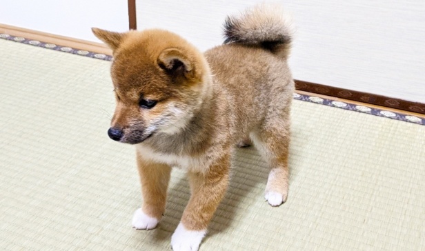 【!】コロコロに翻弄される豆柴くんが可愛いwwww