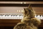 【最高】主人が演奏するピアノにうっとりな猫ちゃんが可愛すぎる！
