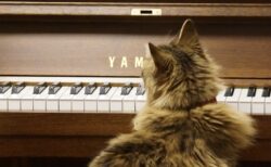 【最高】主人が演奏するピアノにうっとりな猫ちゃんが可愛すぎる！