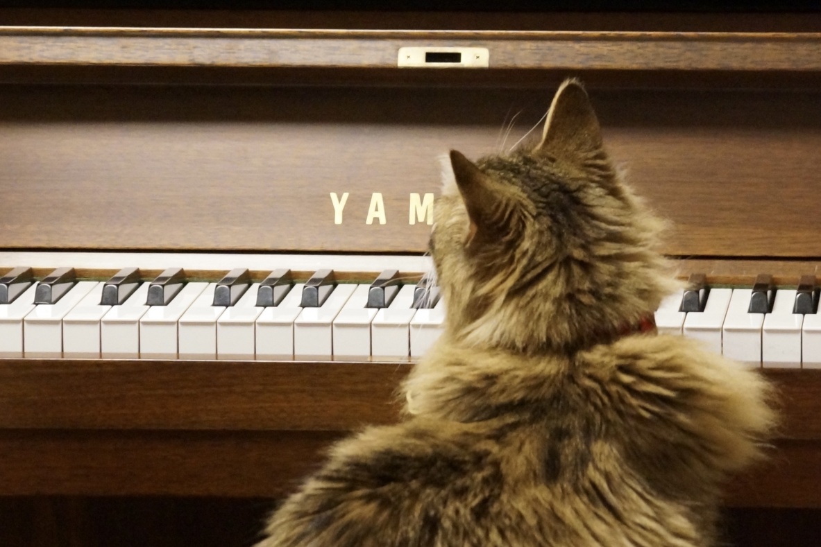【最高】主人が演奏するピアノにうっとりな猫ちゃんが可愛すぎる!