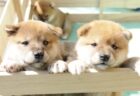 【ぎゅうぎゅう】柴犬の子犬がたくさん！これはたまらないｗｗｗｗ