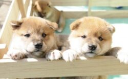 【ぎゅうぎゅう】柴犬の子犬がたくさん！これはたまらないｗｗｗｗ