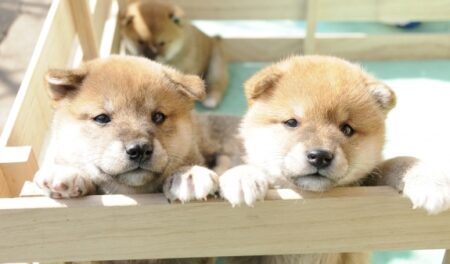 【ぎゅうぎゅう】柴犬の子犬がたくさん！これはたまらないｗｗｗｗ